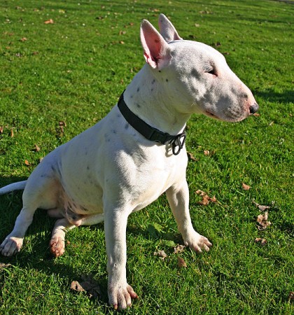 Beautiful White Bull Terrier