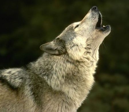 Wolf Pup Howling. Howling Wolf