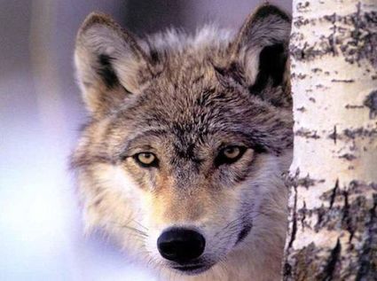  Wolf hiding behind tree