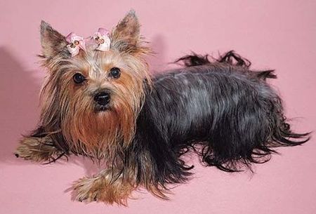 Yorkshire Terrier