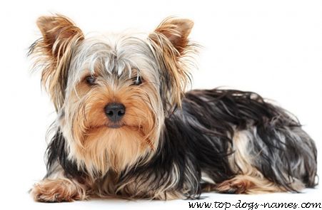 Yorkshire Terrier